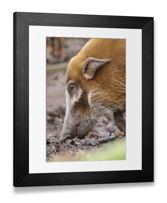 Framed Print : A pig in profile on the forest floor