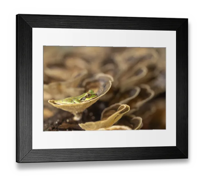 Framed Print : Masked tree frog (Smisisa phaeata) Framed Print : Masked tree frog (Smisisa phaeata)