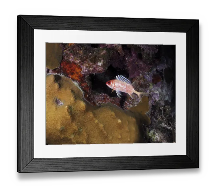 Framed Print : Longspine squirrelfish (Holocentrus rufus) at night