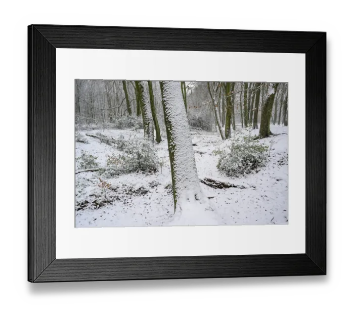 Framed Print : Beech forest in winter, with freshly fallen snow