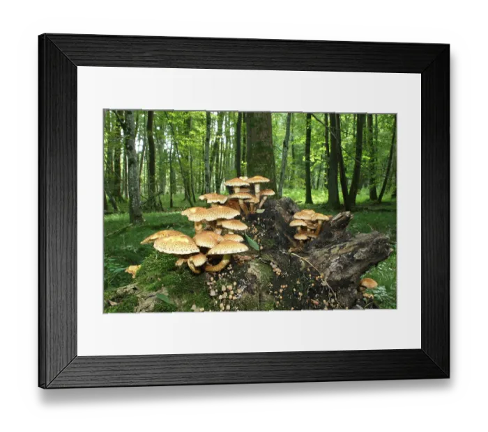 Framed Print : Shaggy Pholiota (Pholiota squarrosa)