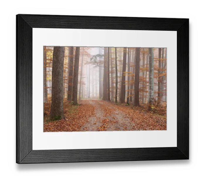 Framed Print : Fog in a colourful forest in autumn with beeches (Fagus sylvatica) and noble firs (Abies procera) Framed Print : Fog in a colourful forest in autumn with beeches (Fagus sylvatica) and noble firs (Abies procera)