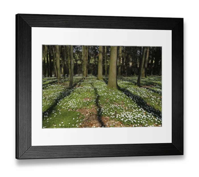 Framed Print : Wood anemone (Anemone nemorosa) in deciduous forest
