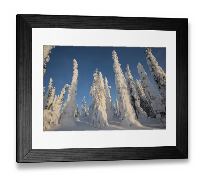 Framed Print : Snow-covered trees, Spruces, fjeld in winter