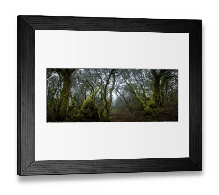 Framed Print : Moss-covered trees in laurel forest Framed Print : Moss-covered trees in laurel forest