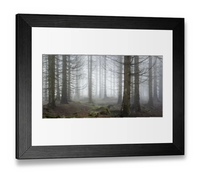Framed Print : Panorama, spruce forest, thick fog