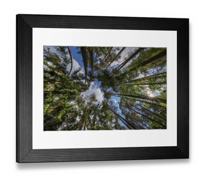 Framed Print : Pine forest (Pinus sylvestris) Framed Print : Pine forest (Pinus sylvestris)