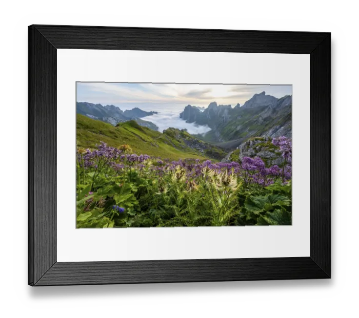 Framed Print : Thistles and purple flowers on a mountain meadow