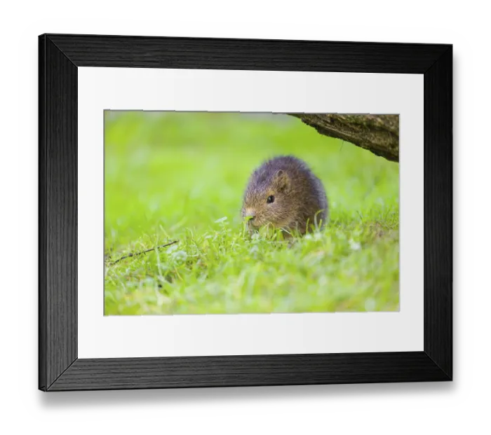 Framed Print : A young Brazilian guinea pig (Cavia aperea) grazes on a green meadow