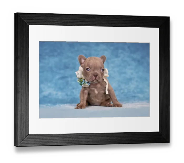 Framed Print : Cute four weeks young Lilac Brindle French Bulldog puppy with flower collar