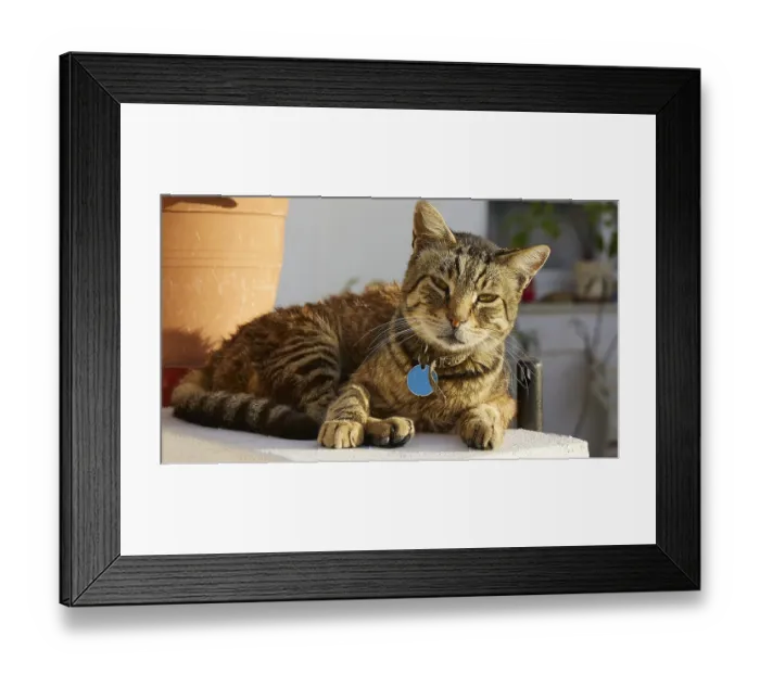 Framed Print : Tabby cat lies comfortably with blue collar in the sun