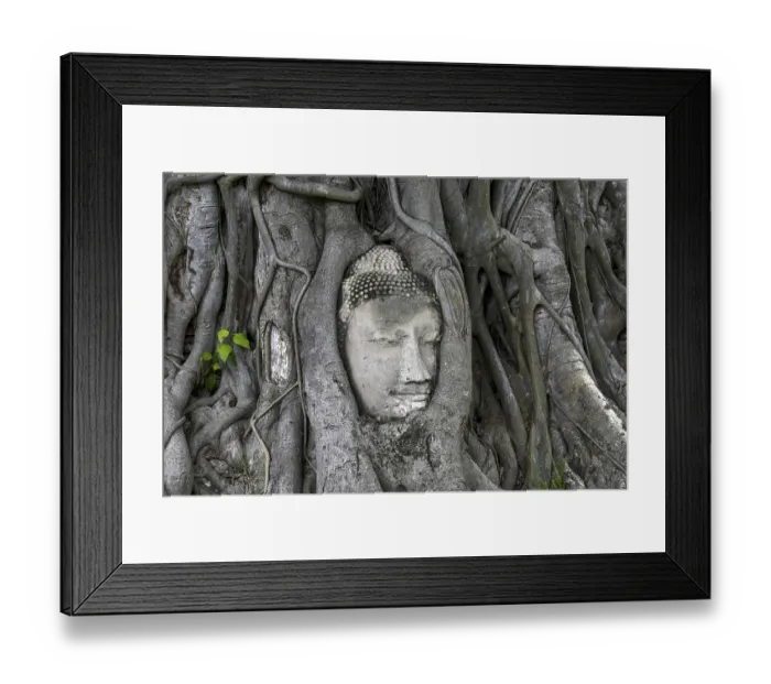 Framed Print : Sandstone Buddha head at the foot of a Bodhi tree in Wat Mahathat Framed Print : Sandstone Buddha head at the foot of a Bodhi tree in Wat Mahathat