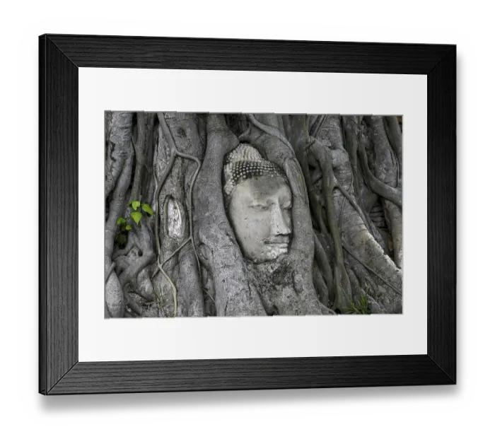 Framed Print : Sandstone Buddha head at the foot of a Bodhi tree in Wat Mahathat