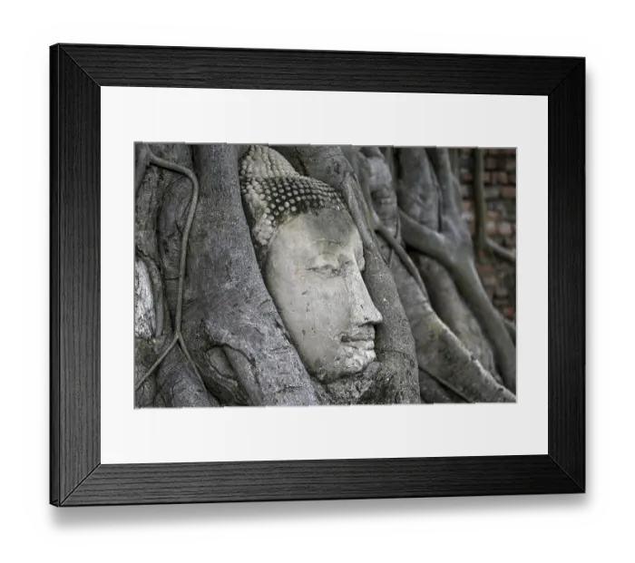 Framed Print : Sandstone Buddha head at the foot of a Bodhi tree in Wat Mahathat