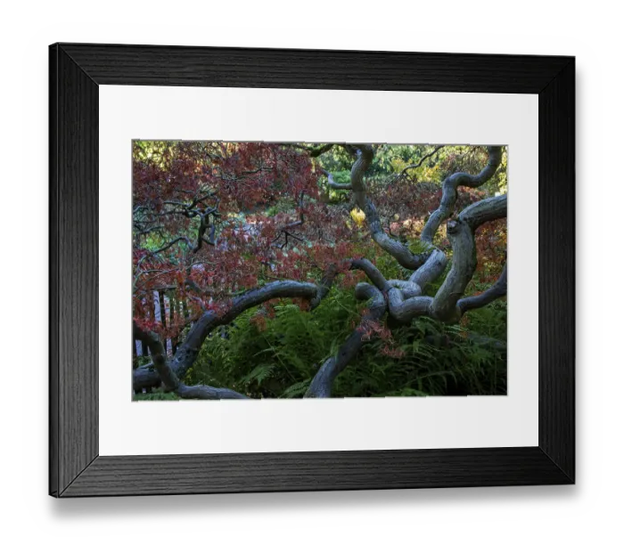 Framed Print : Fan maple (Acer palmatum), autumn colours Framed Print : Fan maple (Acer palmatum), autumn colours