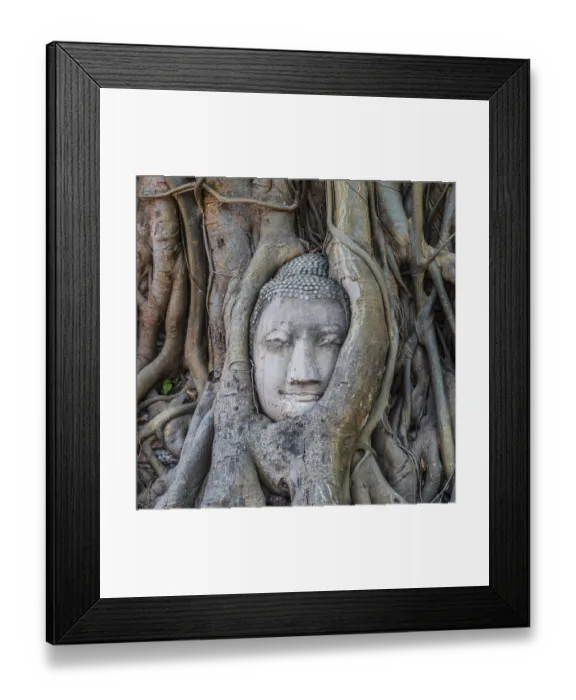 Framed Print : Buddha statue head ingrown in strangler fig roots (Ficus religiosa) Framed Print : Buddha statue head ingrown in strangler fig roots (Ficus religiosa)