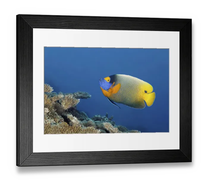 Framed Print : Blue-headed angelfish (Pomocanthus xanthometopon) swimming over coral reef