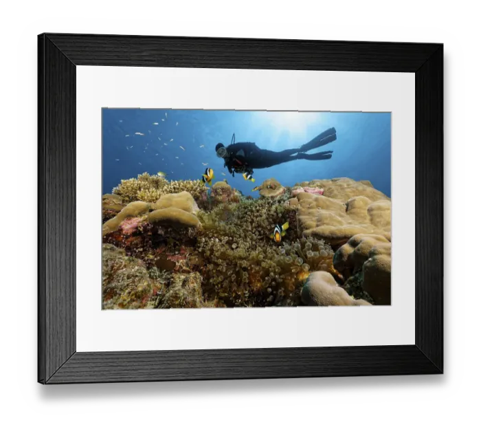 Framed Print : Dive swims over coral reef in the backlight of the sun and observes Amphiprion pacificus (Amphiprion clarkii)