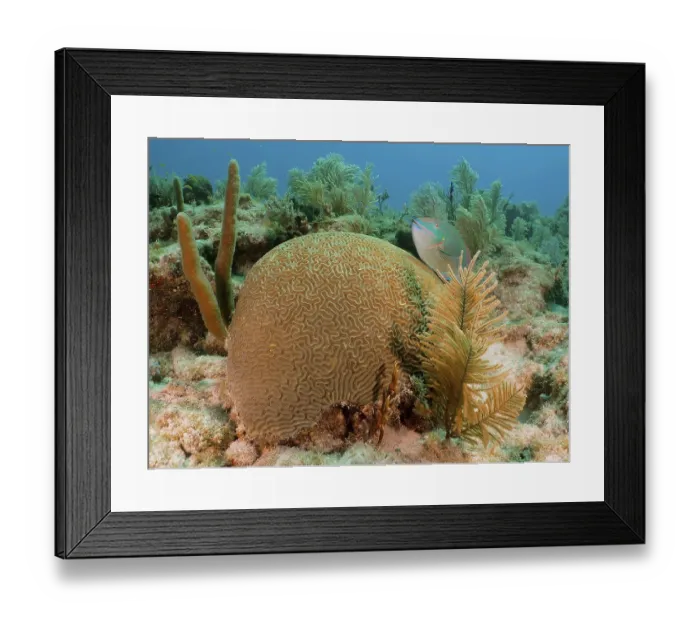 Framed Print : A lively underwater scene with a prominent brain coral (Diploria labyrinthiformis)