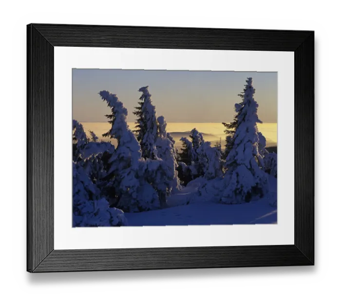 Framed Print : Snow covered Norway spruces (Picea abies) on Mt Brocken