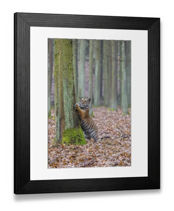 Framed Print : One young female Siberian Tiger