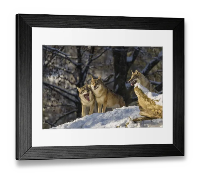 Framed Print : Three grey wolves (Canis lupus lupus) stand on a snow-covered hill behind a fallen tree on a cold