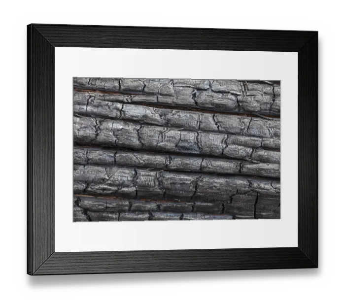 Framed Print : Close-up of a charred tree trunk burnt by a forest fire