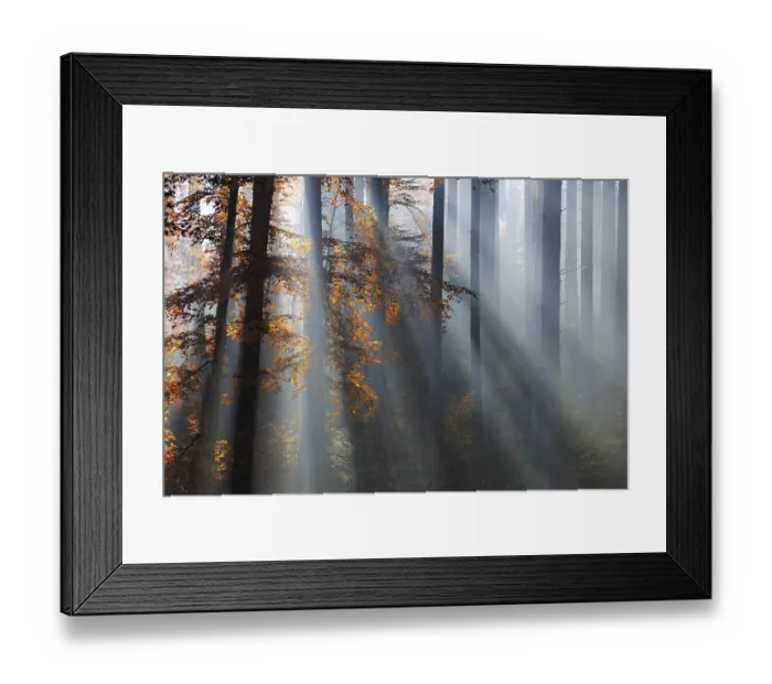 Framed Print : Spruce forest in autumn with fog Framed Print : Spruce forest in autumn with fog