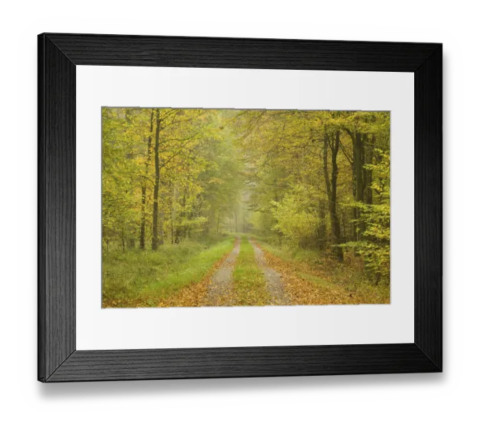 Framed Print : Forest track in the autumn, Lower Saxony