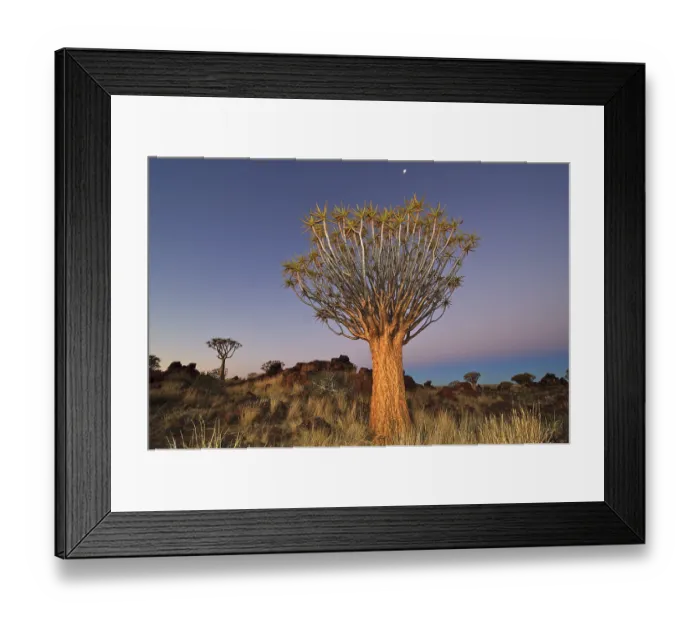 Framed Print : Quiver Tree (Aloe dichotoma) after sunset in Quiver Tree forest at the Garas Camp near Keetmanshoop