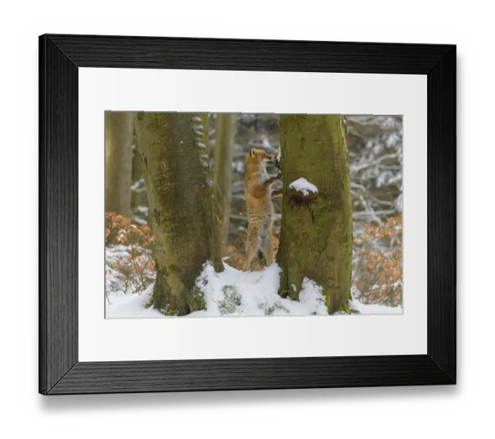 Framed Print : Red fox (vulpes vulpes), standing up against a tree in a snowy forest Framed Print : Red fox (vulpes vulpes), standing up against a tree in a snowy forest