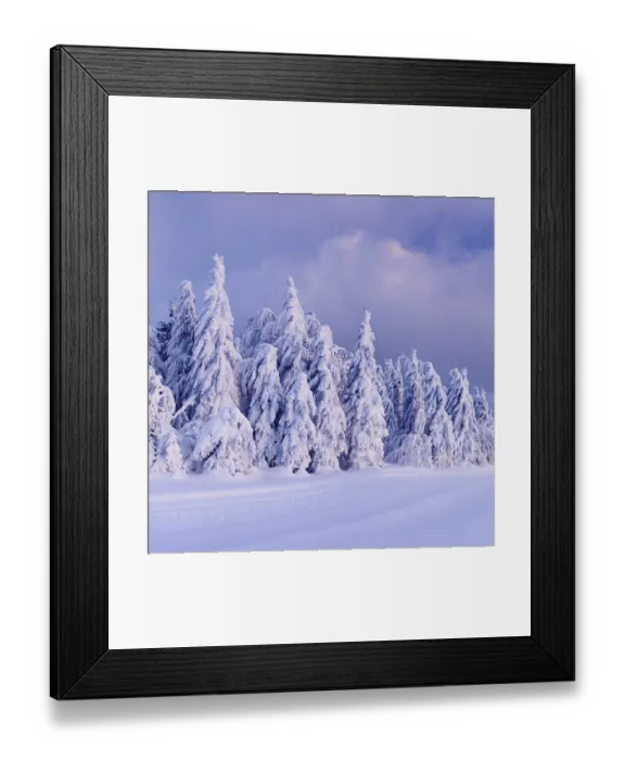 Framed Print : Winter landscape with snowy pine trees at sunset Framed Print : Winter landscape with snowy pine trees at sunset