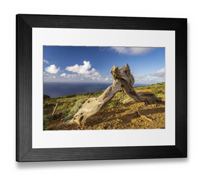 Framed Print : Juniper tree Sabina shaped by the wind near El Sabinar