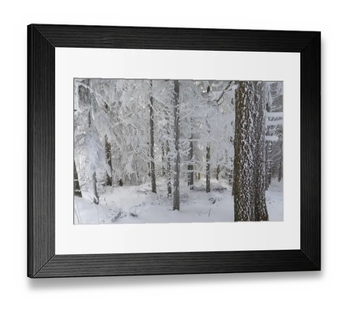 Framed Print : Even the tree trunks are all decorated with hoarfrost