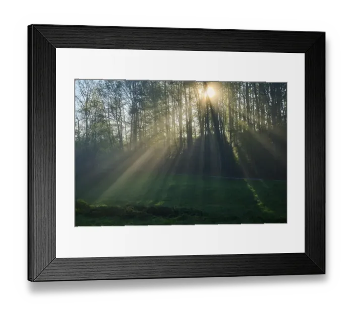 Framed Print : Sunbeams breaking through the trees of a forest in the morning