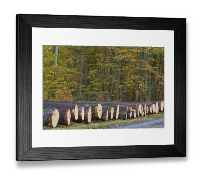 Framed Print : Oak tree trunks in autumn forest marked with pink numbers