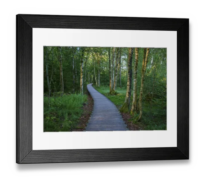 Framed Print : A quiet wooden plank path winds through a green moor birch forest on a summer's day Framed Print : A quiet wooden plank path winds through a green moor birch forest on a summer's day