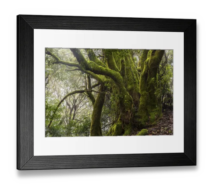 Framed Print : Mossy laurel tree in the cloud forest Framed Print : Mossy laurel tree in the cloud forest