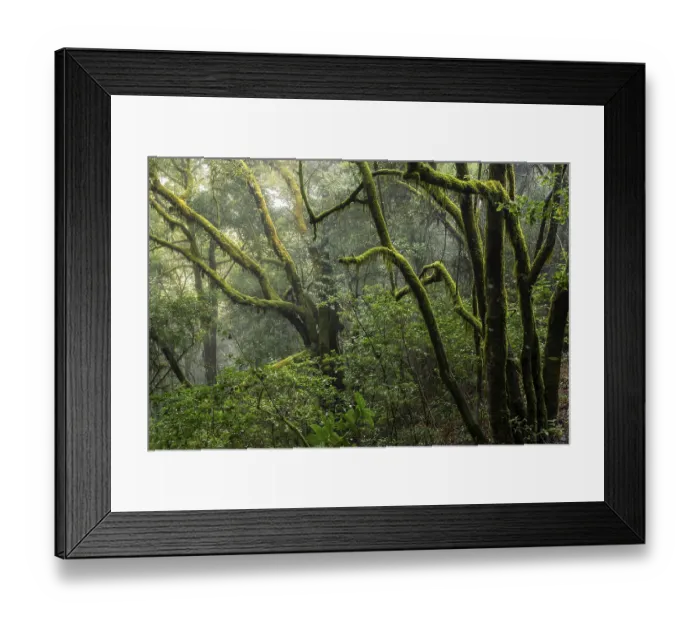 Framed Print : Trees with mosses and lichens. Light mist and sun
