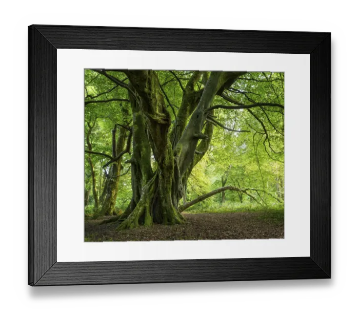 Framed Print : Forest landscape. A mighty gnarled old tree in a forest in Cornwall