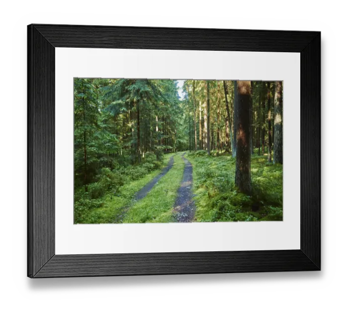 Framed Print : Landscape of a little road going through a Norway spruce (Picea abies) forest in summer