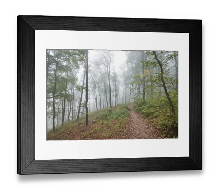 Framed Print : Landscape of a foggy forest with European beech (Fagus sylvatica) in autumn
