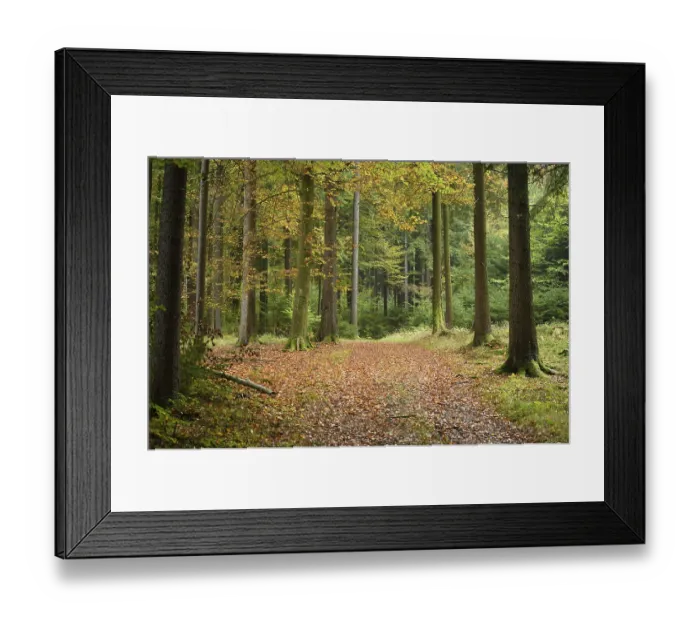 Framed Print : A new little trail goning through the forest in autumn