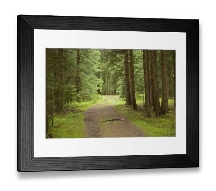 Framed Print : Landscape of a little way in a Norway spruces (Picea abies) forest in summer Framed Print : Landscape of a little way in a Norway spruces (Picea abies) forest in summer