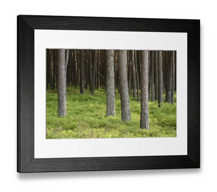 Framed Print : Lanscape of a Scots pine (Pinus sylvestris) forest in spring