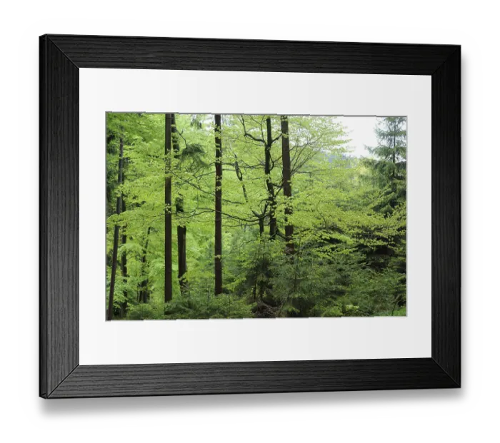 Framed Print : Serene forest scene with tall trees and lush green foliage creating a peaceful atmosphere