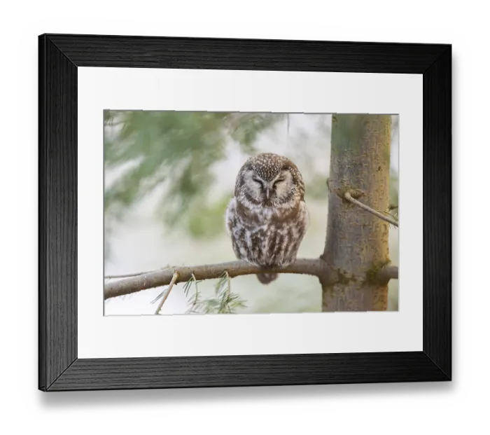 Framed Print : Boreal owl (Aegolius funereus) sitting in a tree in winter Framed Print : Boreal owl (Aegolius funereus) sitting in a tree in winter