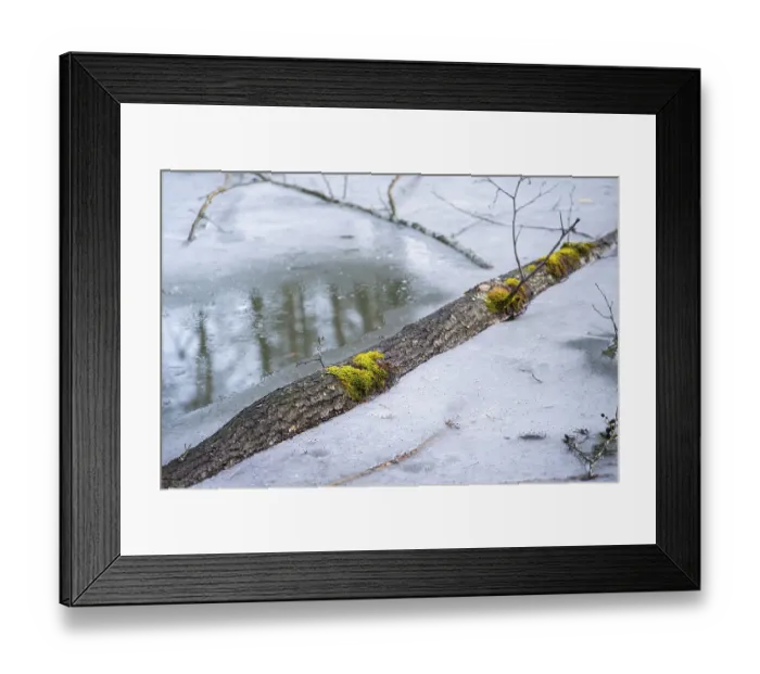 Framed Print : Winterladscape of a swamp with ice
