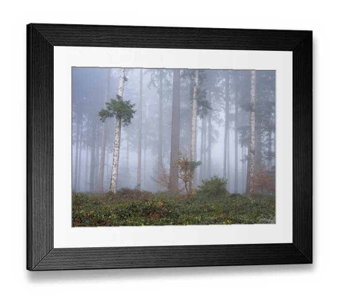 Framed Print : Coniferous forest in the fog, Horben