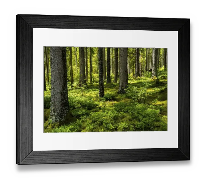 Framed Print : A coniferous forest with a lot of green vegetation